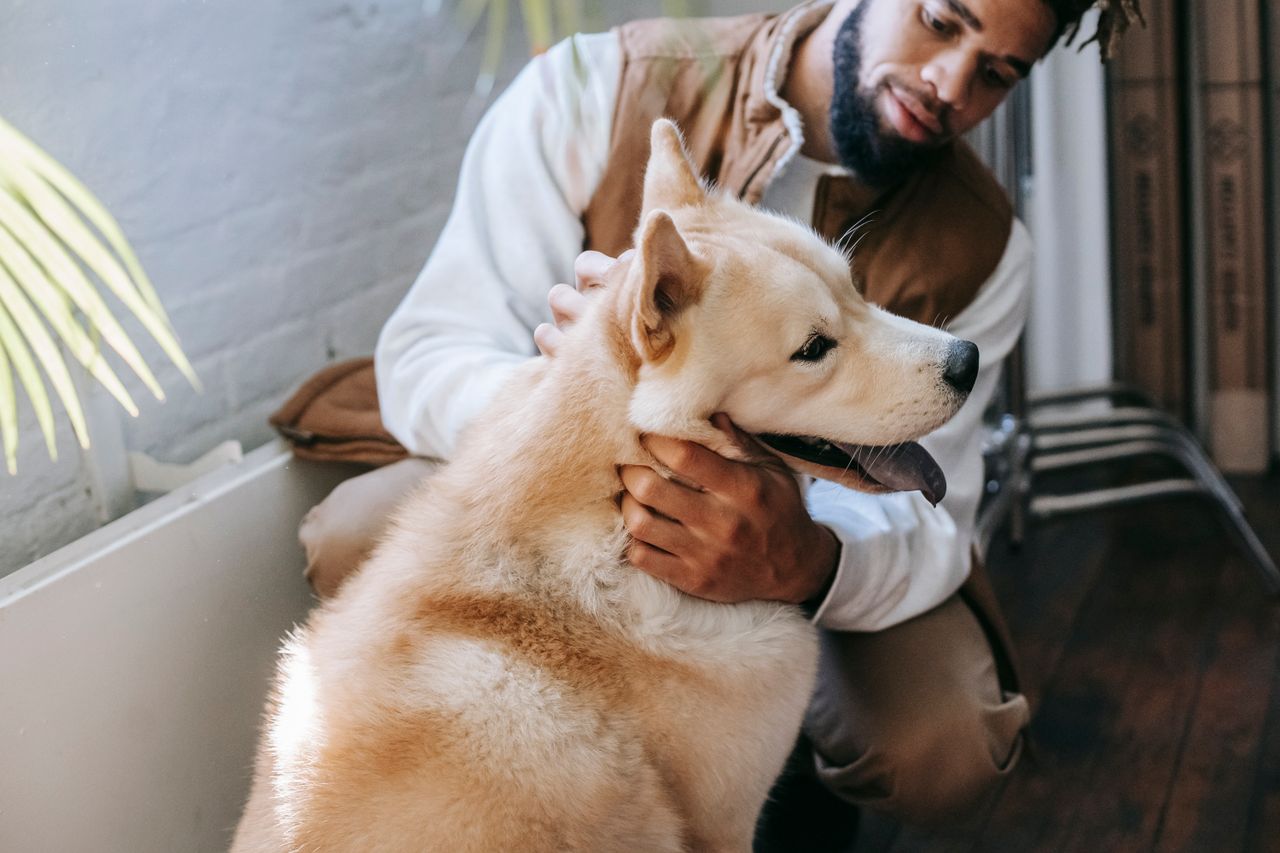 High angle of crop happy young bearded African American guy fondling cute fluffy Akita dog sitting on floor with tongue out