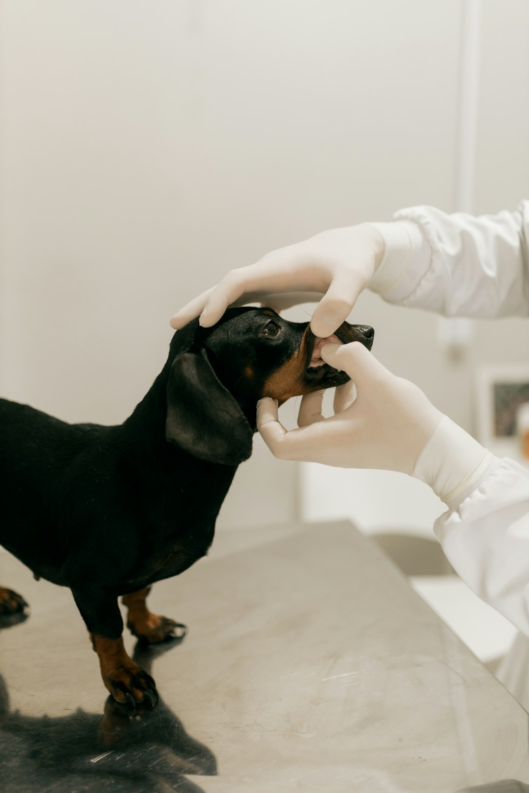 veterinarian-examines-a-black-dachshunds-teeth-yme-xntjsky